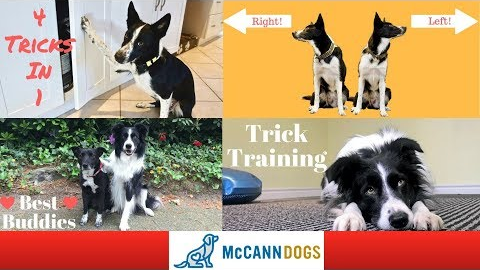 Popular Dog Tricks- Training Videos