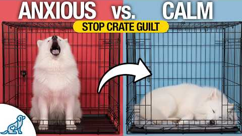 STOP Crate Training Anxiety FAST With These Simple Tips!