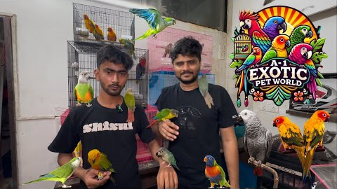 A1 exotic bird shop latest update exotic birds #birds #exotic #pets #birdslover #newmumbai