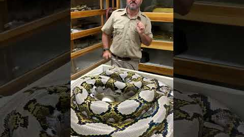 Giant SNAKE Giant BITE!