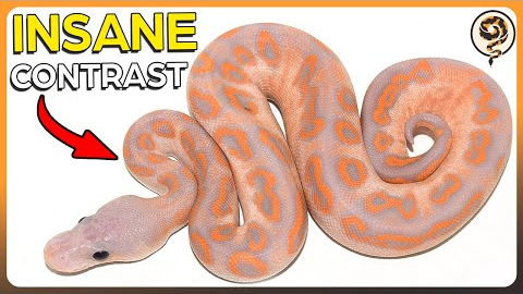 5 MORE of My Favorite DARK Ball Python Morphs - These Genes create insane Contrast!