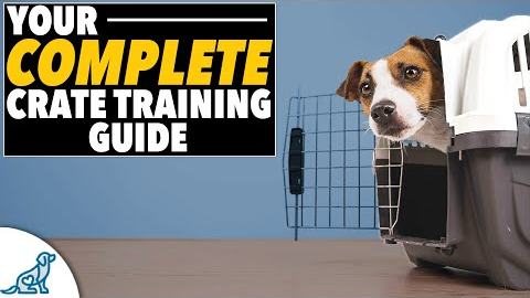 EVERYTHING You Need To Know Crate Training Plan