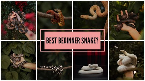 The BEST pet snake (in our humble opinion)