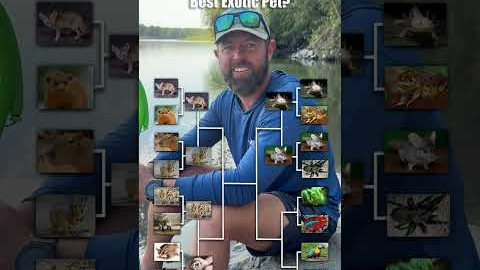 What Is The Best Exotic Pet?