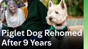 Piglet Dog Transforms Woman's Life | The Dog House 🐶