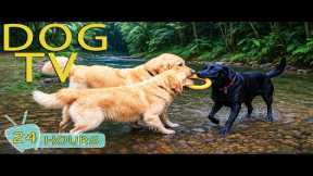 DOG TV: Best Videos Entertain Help Prevent Boredom & Calm Anxiety for Dogs Alone - Music for Dogs