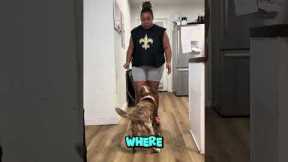 How to Teach Your Dog Kitchen Boundaries (Fast & Calm Training Tip)
