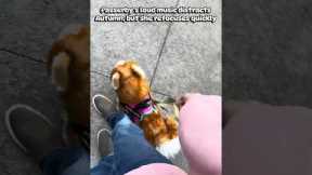 How Autumn handles DISTRACTIONS And PUBLIC! #essa #puppy #training #distraction #workingdog