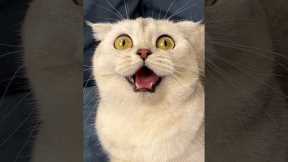 And where do your pets hide their toys? 😂#cat #cats