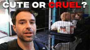 Bangkok’s Wildest Animal Market Visit! Chatuchak Exotic Pets