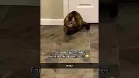 Cat videos ❤️ Kitten meowing 🐈‍⬛ # #4795