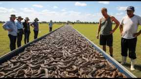 Florida RELEASES HUNDREDS OF SNAKE HUNTERS Into Forest - 1 Years Later, WHAT HAPPENS SHOCKS EVERYONE