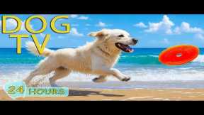 DOG TV: Videos Entertain All Day for Dogs to Watch When Home Alone - Best No-Stress Music for Dogs