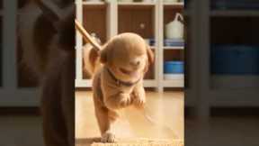 Funny puppy | How to Train a dog to sweep