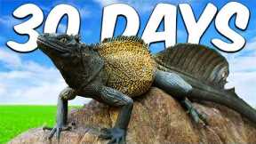 Keeping A Dragon as A Pet ( Yes really )