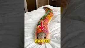 5 Exotic Pets You Can Legally Own🦊 #animals #shorts #pets