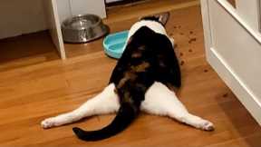 The Most DRAMATIC Cats Act Like Comedians 😂 Best Funny Cats Videos 2025