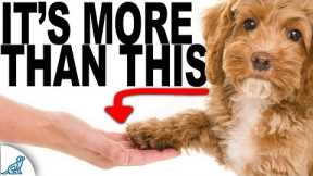 Transform Every Day Tasks By Teaching Shake - A - Paw