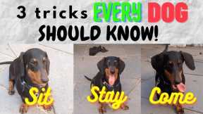 3 easy tricks EVERY PUPPY SHOULD KNOW, Dachshund Puppy Training: Sit, Stay, Come | Eva The Dachshund