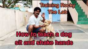 Rocky the Lab puppy training, How to teach sit and shake hands to a puppy-funny lab puppy-cute lab🙏