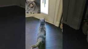 cats doing tricks cats doing funny things cat training video #shorts #youtubeshorts #yt #cattricks