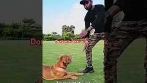 Important basic trick in dog training should know