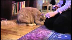 How to train your cat