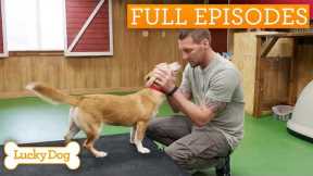 Rescued Corgi-Mix Could Be The Perfect First Dog | Lucky Dog Double Episode