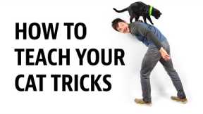 HOW to Teach your Cat Tricks