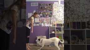 My dog’s top 5 tricks #dogs #cutedog #doglovers #dogtricks #dogtraining