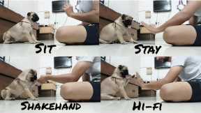 Dog training | Pug dog training | Learn & train your puppy 🐾