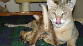 The Wild World of Tame Exotic Pets EXPOSED!