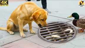When A Dog Begs for Help to Save a Baby Ducks – Rescuing the Baby Ducks Stuck in the Sewer