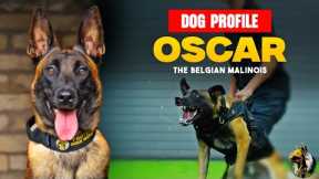 Oscar The Belgian Malinois - Family Protection Dog