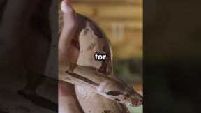 Massive 13-Foot Burmese Python Rescued from New York Home! | Shocking Illegal Pet Discovery #python