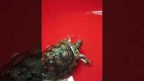 DIY pet toys, #Funny animal videos#Pet training tips#Cute animal compilation#Exotic pets showcase#