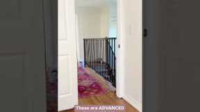 How I trained my cats & kittens .. training tricks #cats #kittens #catslover  #pets #shortyoutube