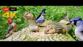 🔴 24/7 LIVE: Cat TV for Cats to Watch 😺 Naughty Birds Chipmunks and Squirrels 4K 🐦 Cat Games HDR