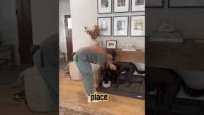 Teach your dog to go somewhere on command!