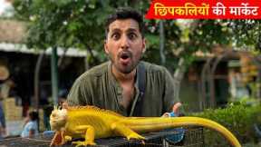 Indonesia's SHOCKING Exotic Animal Market!! Iguana, Snakes, Bats and More!