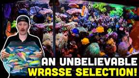 SPS LOADED Saltwater Aquarium! Insane and Rare Wrasse Collection!