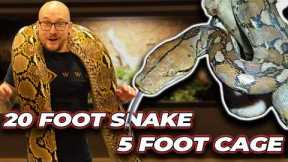 We Put a 20 Foot Snake in a 5 Foot Enclosure