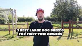 3 Best Large Dog Breeds For First Time Owners