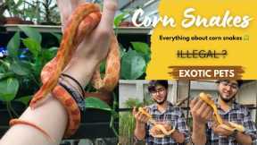 Corn snake 🐍 as a pet in India 😳Telugu | Hyderabad exotic pets | Hyderabad hamsters