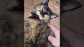 Teaching my cat to play, at city ￼￼￼￼￼￼￼|Fun training Session with my catty ￼￼🐱🎾