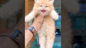 Kitten meowing to attract cats 😻 / Cat sound | Cat Voice | Cat videos | Persian cat | Cats | Kitten