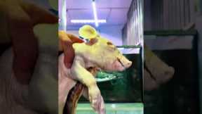 cleaning an arapaima aquarium #shortvideo #shorts