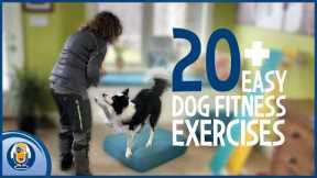 20 Exercises That Help Your Dog Live Longer: Start Today!