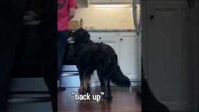 3 Useful Tricks I Taught My Dog 🤓 #dogtricks #dogtraining #dogtrick #bernesemountaindog