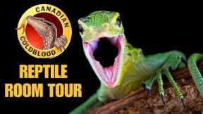 CANADIAN COLDBLOOD REPTILE ROOM TOUR 2025 | Rare Monitor Lizards, Rainbow Tree Snakes, and more!